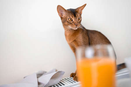 Cute Abyssiniancat at the breakfast table.の写真素材