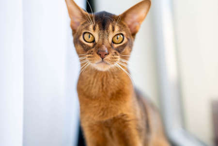 Close up portrait view of the cute Abyssinian purebred cat photo.の写真素材
