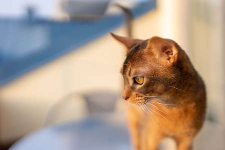 Cute Abyssinian cat playing with a toy in a hotel room.の写真素材