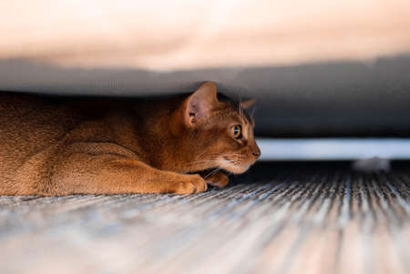 Cute Abyssiniancat hiding under the bed.の写真素材