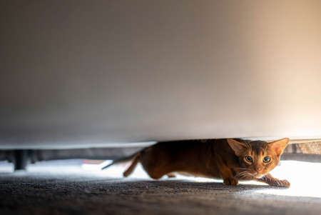 Cute Abyssiniancat hiding under the bed.