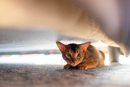 Cute Abyssiniancat hiding under the bed.