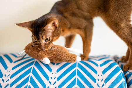 Cute Abyssinian purebred cat playing with a toy in a hotel room. Fluffy cuteの写真素材