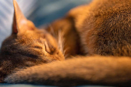 Cute Abyssinian purebred cat sleeping on a couch.の写真素材