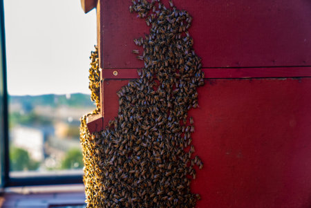 Wooden beehive and bees. Beautiful scenic bee view.の写真素材