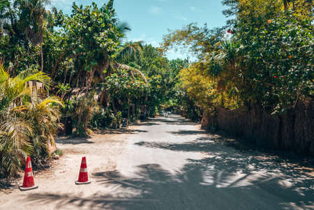 Road with traffic cones and vehicles, trees on both sides of the roadのeditorial素材