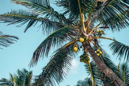 Bunch of fresh coconuts growing on palm tree against blue cloudy skyの写真素材