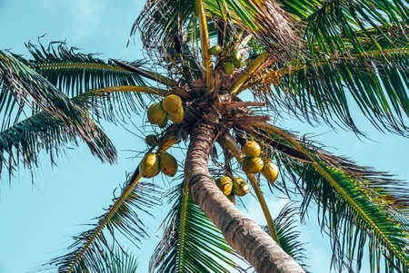 Bunch of fresh ripe coconuts growing on palm tree against blue cloudy skyの写真素材