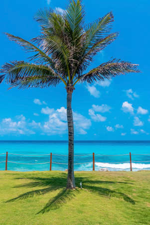 Palm tree shadow on grass with fenced sea against skyの写真素材