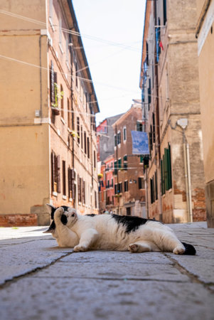 Stray cat relaxing on footpath of ancient residential alleyの写真素材