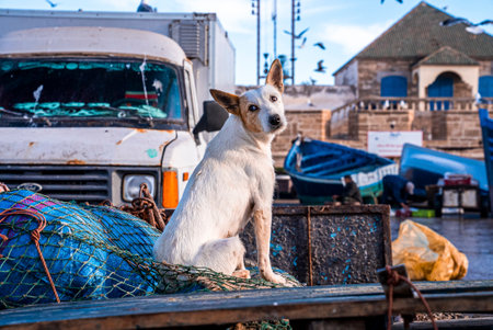 White dog sitting on fishing net in old rusty pickup truck at dock