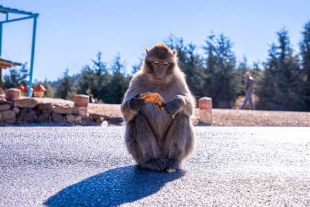 Curious brown monkey sitting on road peeling banana in sunlight