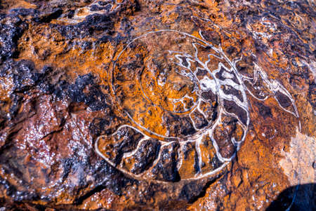 Extinct ammonites nautilus fossil of specimen embedded in stone structure
