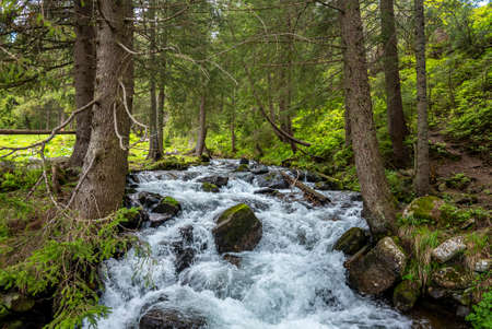 Mountain stream splashing through rocks between trees in green forest.の写真素材