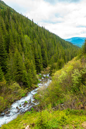 Stream of mountain river flowing over the rocks between the dense forest
