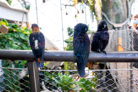 Closeup of parrots with black feather perched on metal railing in zoo