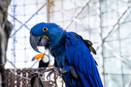 Hyacinth macaw parrot with blue feather perched on wire fence in zooの写真素材