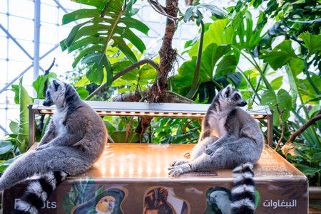 Curious ring-tailed lemurs sitting on information board in zoo