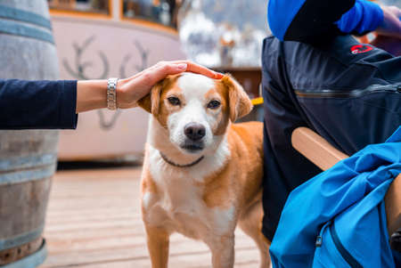 Tourist with friend strokes cute dog while relaxing at ski resort