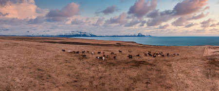 Beautiful Icelandic horses running around in field.