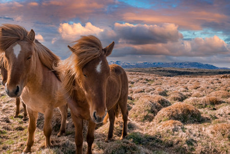 Close-up of Icelandic horses on landscape against cloudy sky during sunsetの写真素材