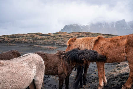 Horses standing by black sand beach against mountain during foggy weatherの写真素材