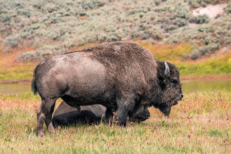 A herd of bison moves quickly along the Firehole River in Yellowstone National Park