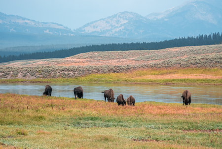 A herd of bison moves quickly along the Firehole River in Yellowstone National Park