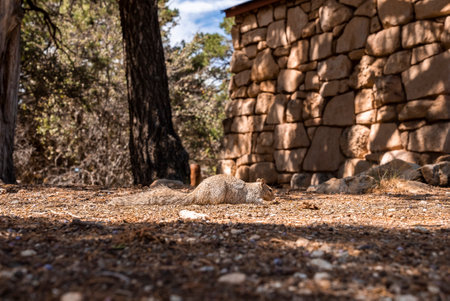 Squirrel On Land by Rocky Wall And Trees In Forestの写真素材