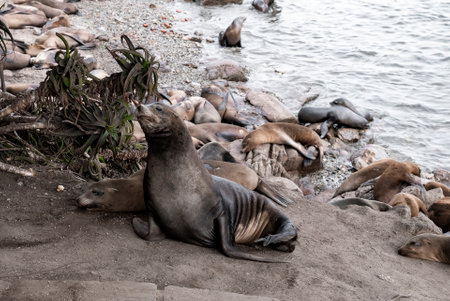 Herd of sea lions resting on rocky coastlines with sea in the background