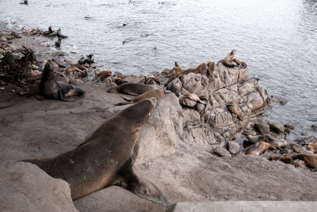 Brown sea lions herd resting on rocky coastlines by ocean at Monterey bayの写真素材
