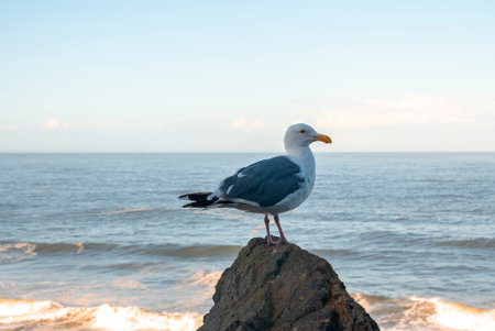 Close-up of seagull perching on rock in front of seascapeの写真素材