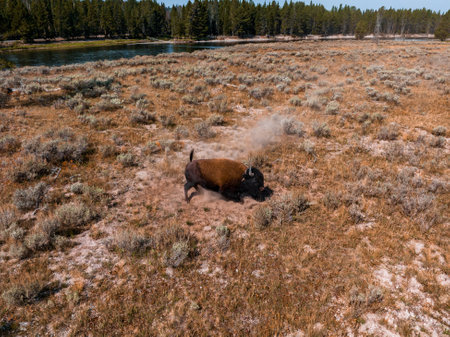 Bison in the Yellowstone national park, Wyoming