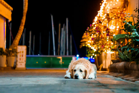 Dog relaxing on narrow alley with houses and on both side during nighttimeの写真素材