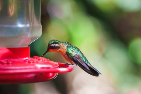 Focus selection. Hummingbird in the rain forest of Costa Ricaの写真素材