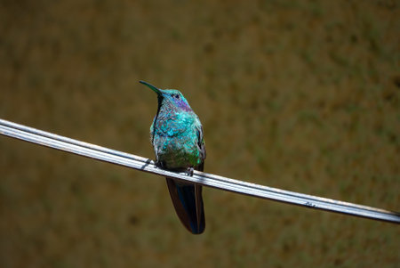 Focus selection. Hummingbird in the rain forest of Costa Ricaの写真素材