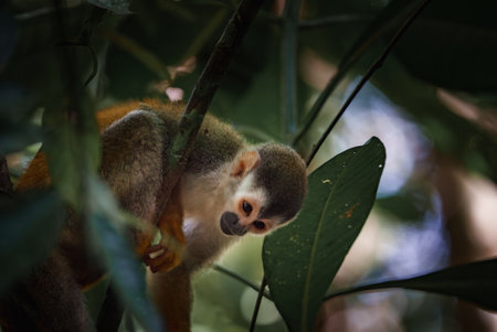 White-headed Capuchin, black monkey sitting on tree branch in the dark tropical forest.