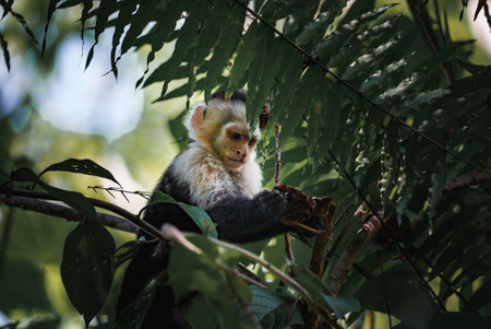 White-headed Capuchin, black monkey sitting on tree branch in the dark tropical forest.