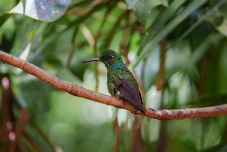Focus selection. Hummingbird in the rain forest of Costa Ricaの写真素材