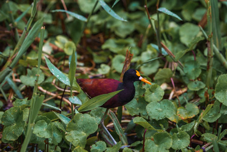 Northern jacana bird amidst plants at Tortuguero National Park