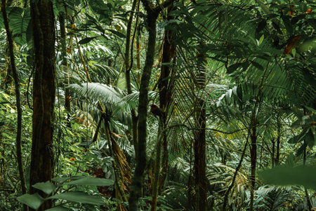 Trees in dense tropical rainforest of Costa Rica