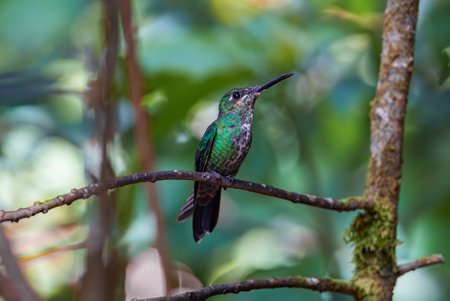 Focus selection. Hummingbird in the rain forest of Costa Ricaの写真素材