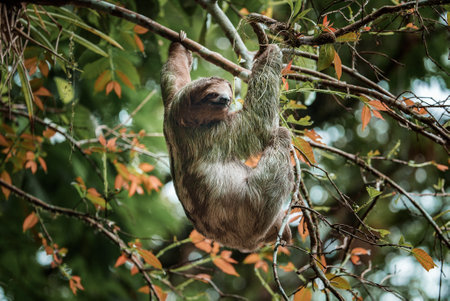 Cute sloth hanging on tree branch. Perfect portrait of wild animal in the Rainforest of Costa Rica.の写真素材