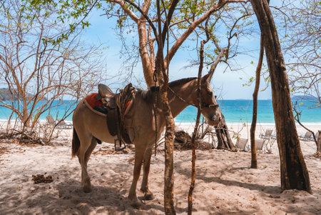 Horse tied on tree trunk at the beach of Costa Ricaの写真素材