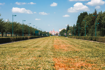 Sunny Grassy Field with Trees at Noonの写真素材