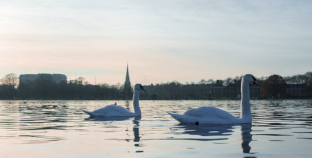 Serene Swans on a Lake at Dusk, in London, UK, During the Christmas Seasonの写真素材