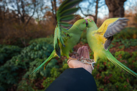 Individual Giving Food to Green Parakeets in a London Park at Twilight