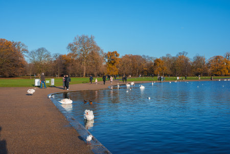 Sunny Winter Day at a Serene London Park with Swans and Reflective Lakeの写真素材
