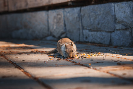 Squirrel eating on urban pavement, surrounded by seeds.
