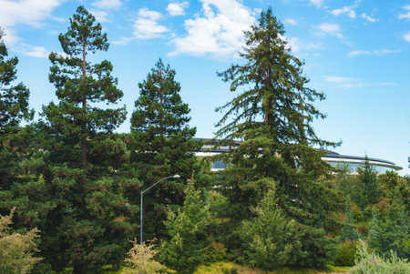 Lush greenery view with mature trees near Apple office in Mountain View